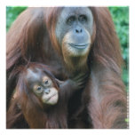 Orangutan Family Invitations