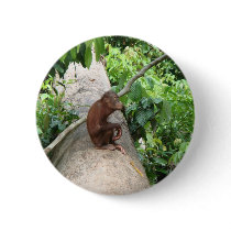 Orangutan Forgets Pins