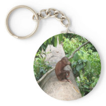 Orangutan Forgets Keychains
