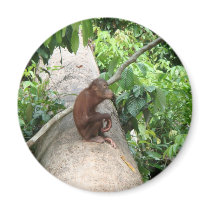Orangutan Forgets Fridge Magnet