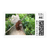 Orangutan Forgets Stamp