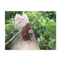 Orangutan Forgets Post Cards