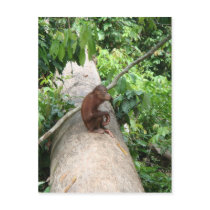 Orangutan Forgets Postcards