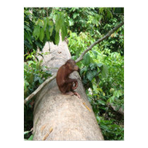 Orangutan Forgets posters by Little_Fish_Travel Orangutan Forgets posters