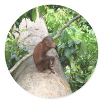 Orangutan Forgets stickers by Little_Fish_Travel Orangutan Forgets stickers