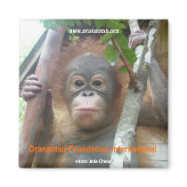 Orangutan Foundation International ~Rescued Orphan Magnets