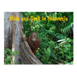 Orangutan Game of Hide and Seek postcards