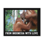 Orangutan Greetings from Indonesia with Love Postcards