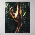 Orangutan Hanging on Liana 2 Poster