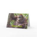 Orangutan Happy Birhtday! cards