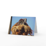 Orangutan Happy Birthday Template Card