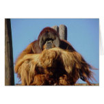 Orangutan Happy Birthday Template Card
