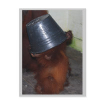 Orangutan Hide and Seek postcards by Rebecca_Reeder Orangutan Hide and Seek postcards