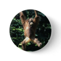 Orangutan in Borneo Pins