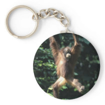 Orangutan in Borneo Key Chains