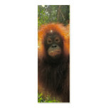Orangutan in Borneo Mini Bookmarks business cards