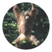 Orangutan in Borneo Round Stickers