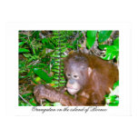 Orangutan in Rainforest Habitat Orangutan in Rainforest Habitat