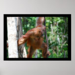 Orangutan in Rainforest of Indonesia Print