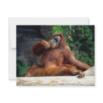 orangutan personalized announcements