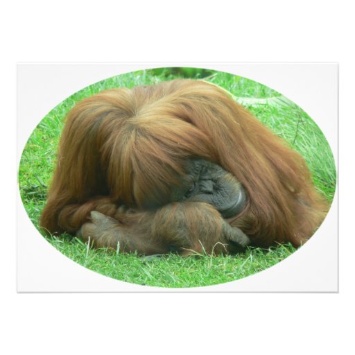 Orangutan Invitation