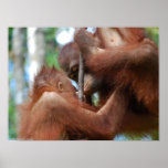 Orangutan Kiss Rainforest Wildlife Posters