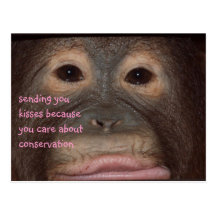 Orangutan Kisses for Conservation Post Cards