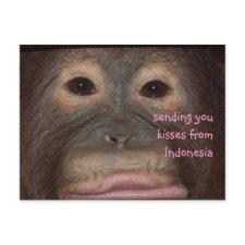 Orangutan Kisses Hello from Indonesia postcard