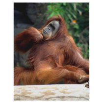 orangutan letterhead by Irishdreams orangutan letterhead