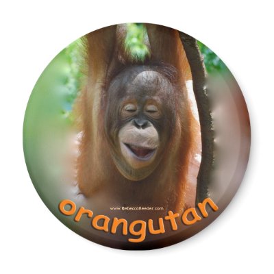Orangutan Official Fan Magnet by Rebecca_Reeder