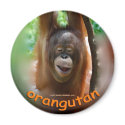 Orangutan Official Fan magnets by Rebecca_Reeder Orangutan Official Fan magnets