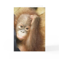 Orangutan Orphan Card card