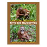 Orangutan Orphans at OFI Island of  Borneo postcards