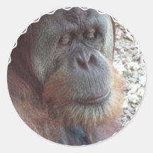 Orangutan Photo Stickers