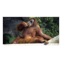 orangutan customized photo card