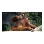 orangutan customized photo card