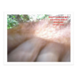 Orangutan Photography by Krista postcards
