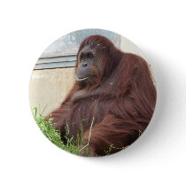Orangutan Portrait Pins