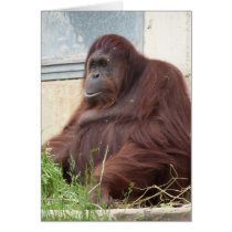Orangutan Portrait Card