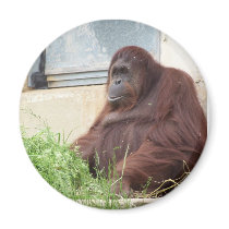 Orangutan Portrait Magnet