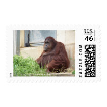Orangutan Portrait Stamps