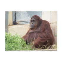 Orangutan Portrait Postcards