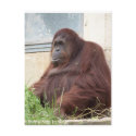 Orangutan Portrait postcards