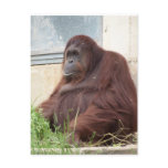 Orangutan Portrait Postcard