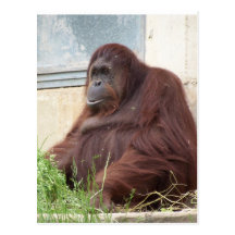 Orangutan Portrait Postcard