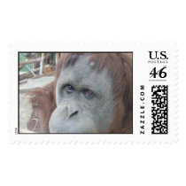 Orangutan postage