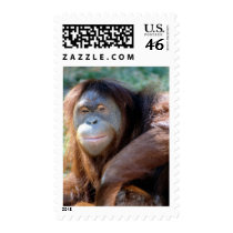Orangutan postage by photoinspiration Orangutan postage