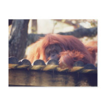Orangutan postcards