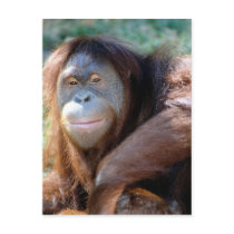 Orangutan postcard