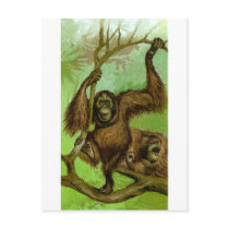 Orangutan Post Card